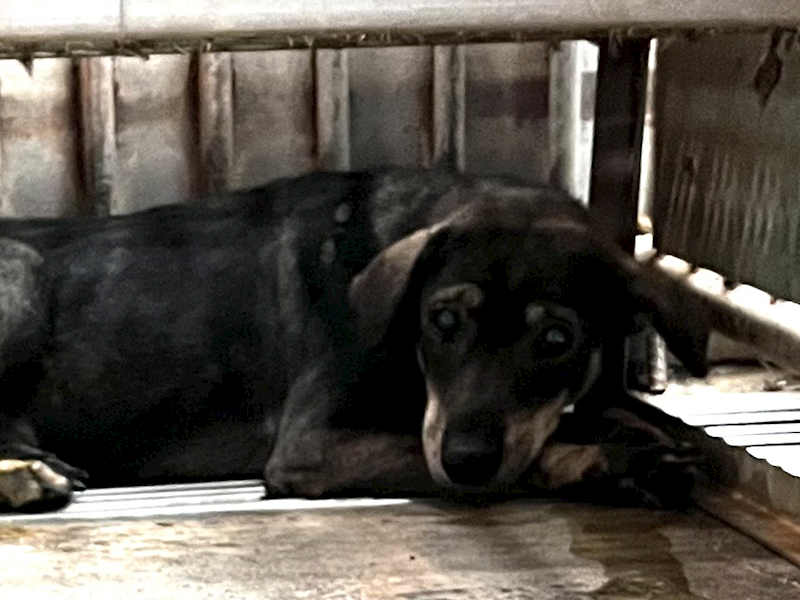 彰化縣流浪狗中途之家,編號:435280, 混種犬          