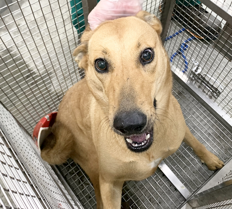 臺北市動物之家,編號:435572, 混種犬          