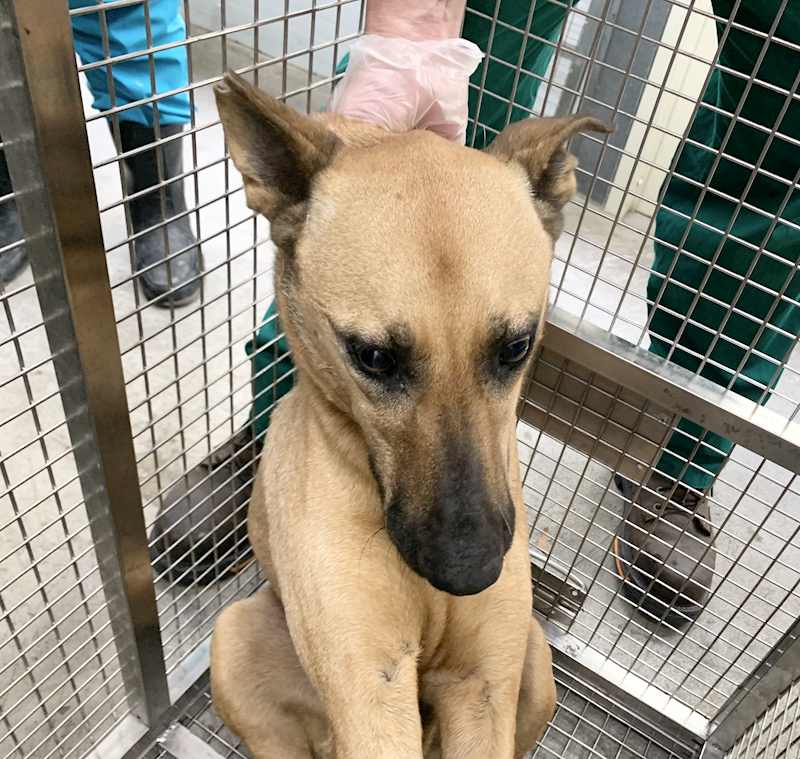 臺北市動物之家,編號:435568, 混種犬          