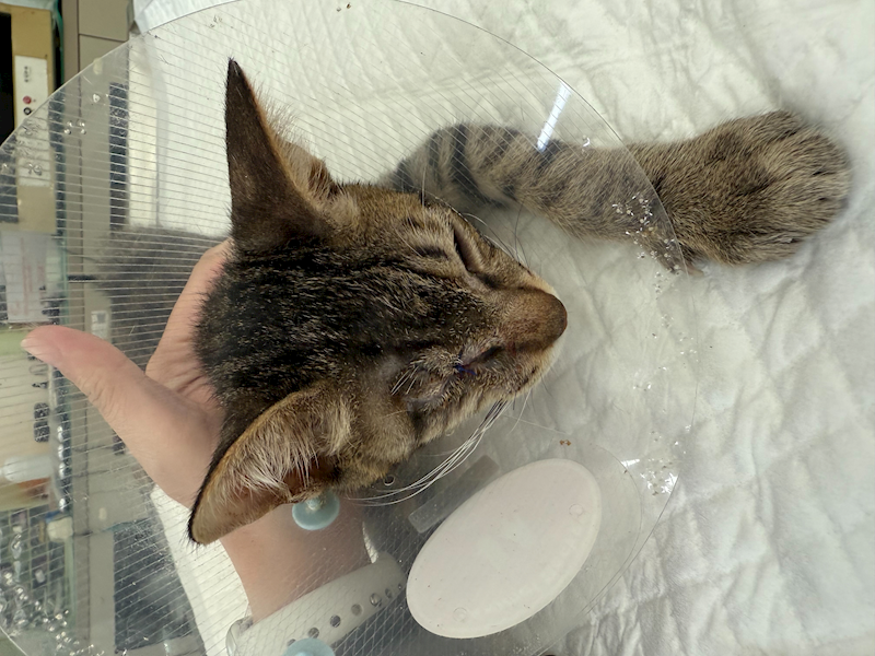 金門縣動物收容中心,編號:435570, 混種貓                 