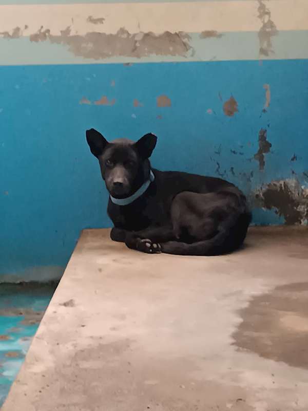 苗栗縣動物保護教育園區,編號:435561, 混種犬          