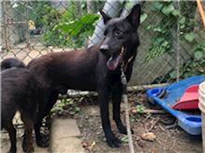 臺北市動物之家,編號:31556, 混種犬          