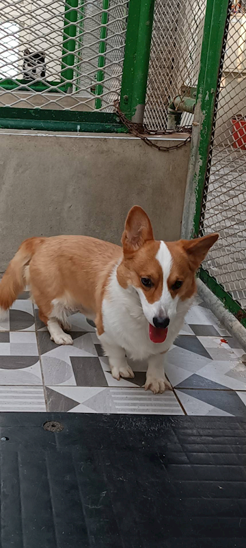 苗栗縣動物保護教育園區,編號:434906, 威爾斯柯基犬              