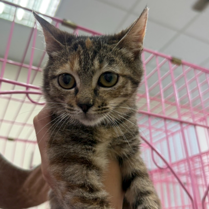 臺南市動物之家善化站,編號:435614, 混種貓                 