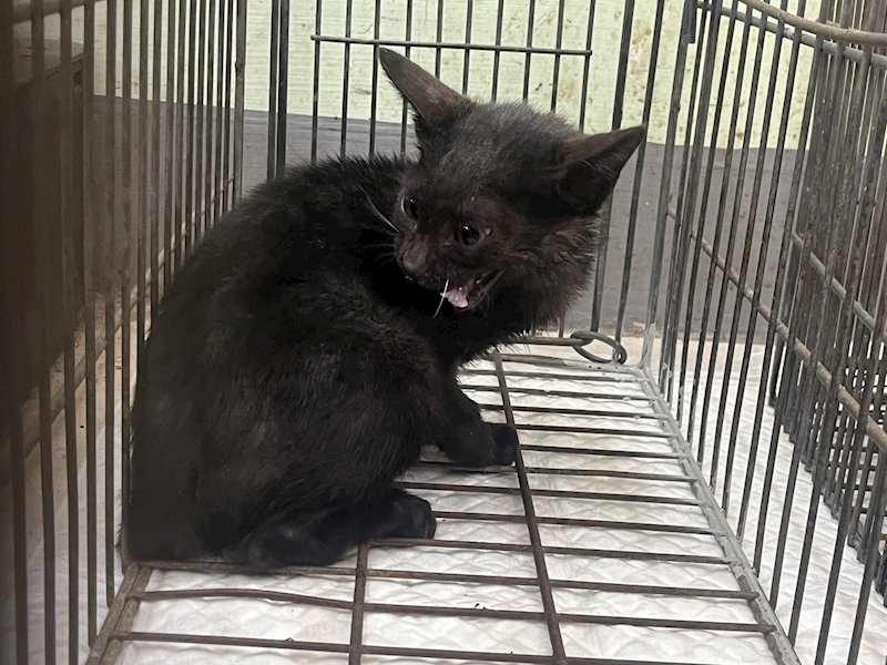 金門縣動物收容中心,編號:435603, 混種貓                 