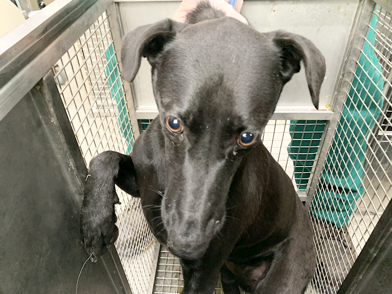 臺北市動物之家,編號:435565, 混種犬          