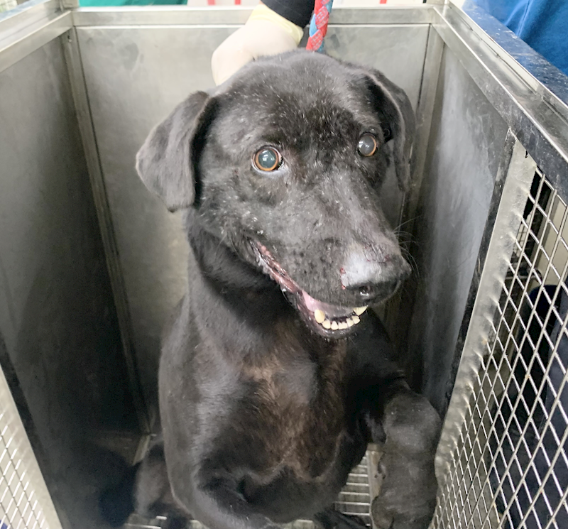 臺北市動物之家,編號:435567, 混種犬          