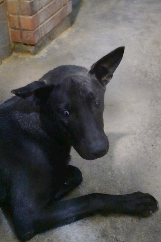 宜蘭縣流浪動物中途之家,編號:435449, 混種犬          