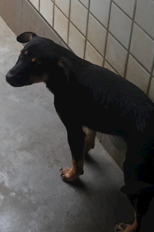 宜蘭縣流浪動物中途之家,編號:435448, 混種犬          