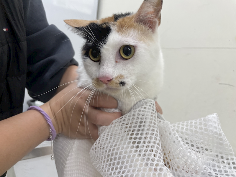 臺北市動物之家,編號:434348, 混種貓                 