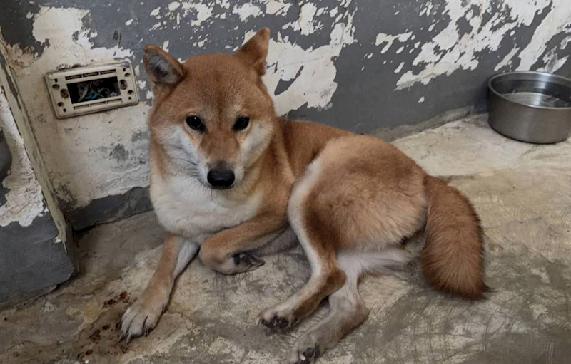 新竹市動物保護教育園區,編號:431425, 柴犬                  