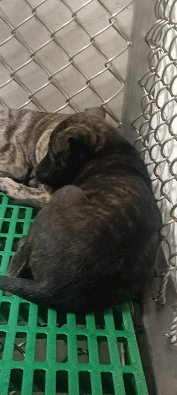 臺東縣動物收容中心,編號:435636, 混種犬          