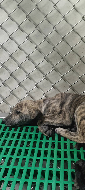 臺東縣動物收容中心,編號:435635, 混種犬          