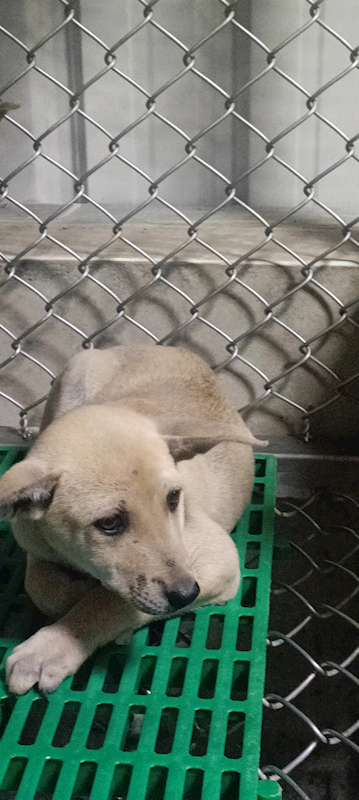 臺東縣動物收容中心,編號:435633, 混種犬          