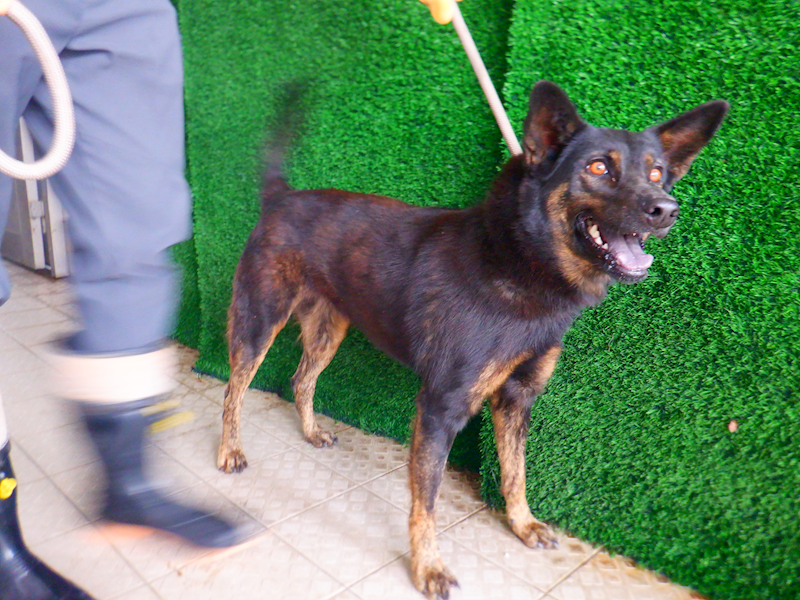 南投縣公立動物收容所,編號:435626, 混種犬          