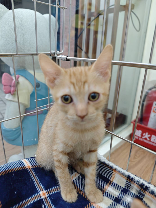 新北市淡水區公立動物之家,編號:435621, 混種貓                 