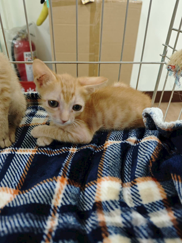 新北市淡水區公立動物之家,編號:435620, 混種貓                 