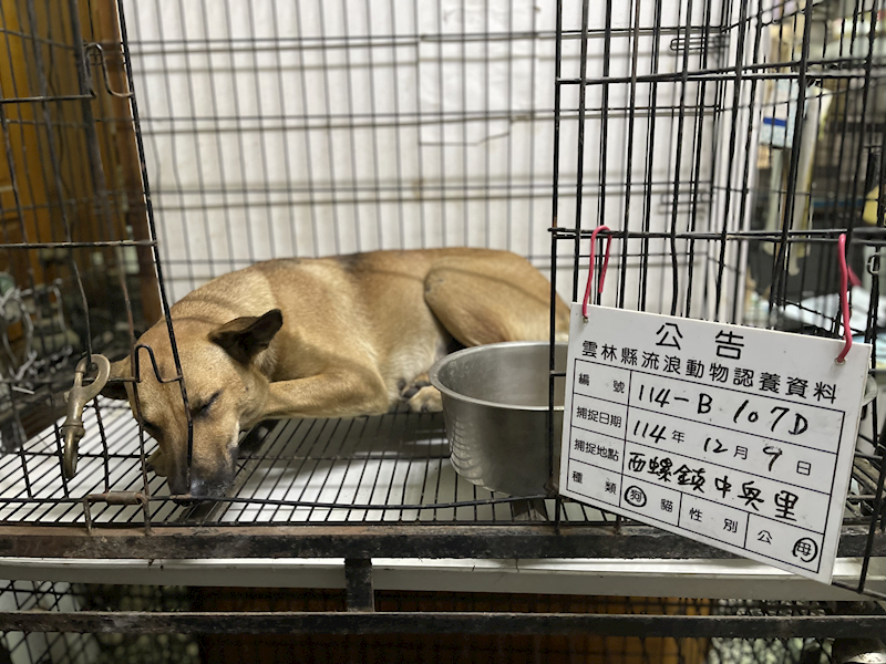雲林縣流浪動物收容所,編號:435466, 混種犬          