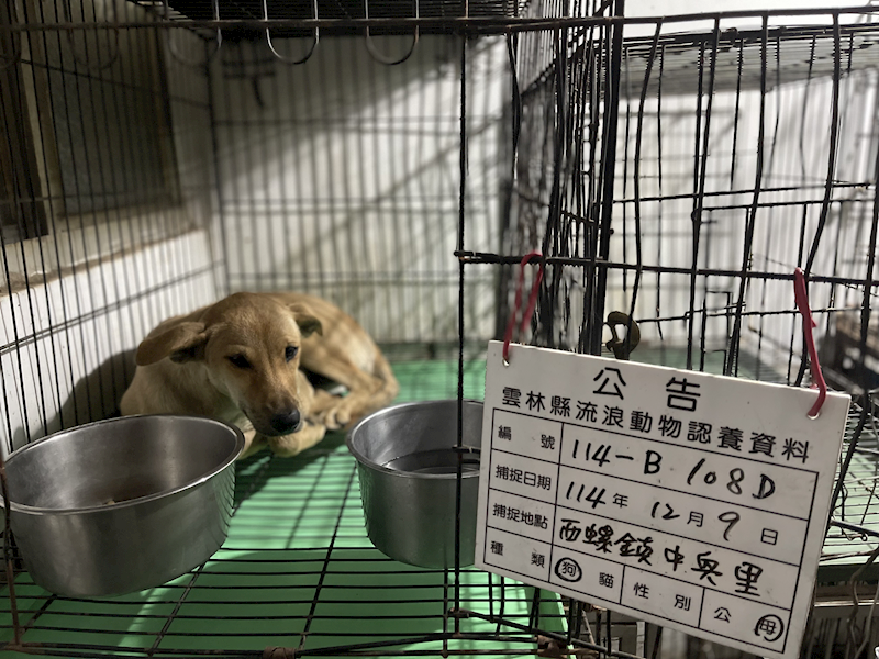 雲林縣流浪動物收容所,編號:435467, 混種犬          