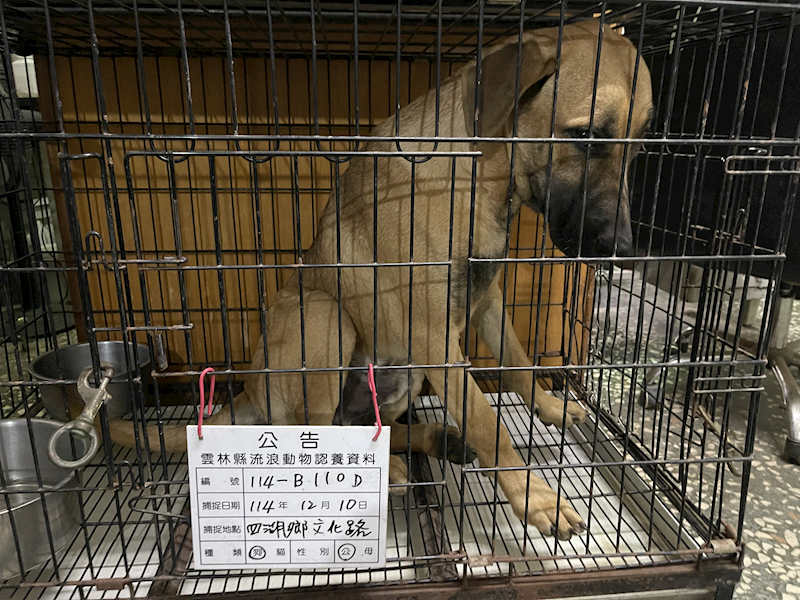 雲林縣流浪動物收容所,編號:435469, 混種犬          