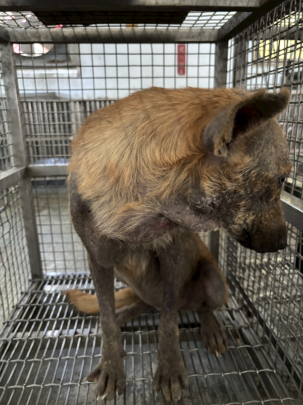 臺南市動物之家善化站,編號:430780, 混種犬          