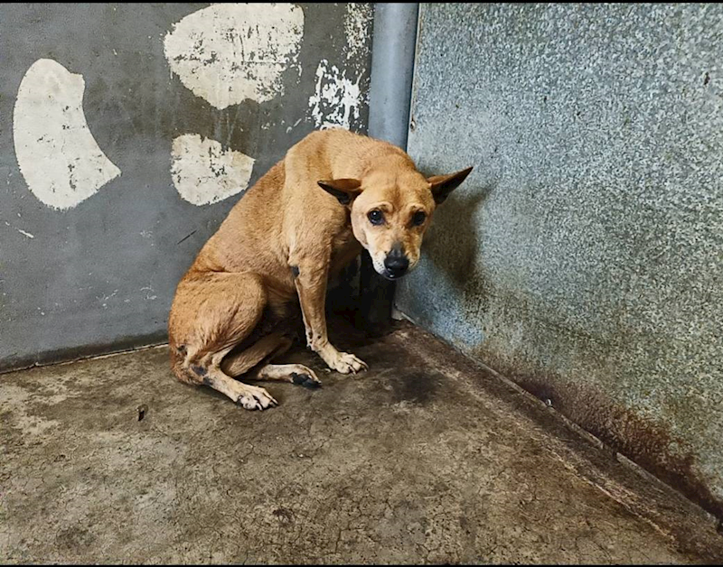 新竹市動物保護教育園區,編號:434931, 混種犬          