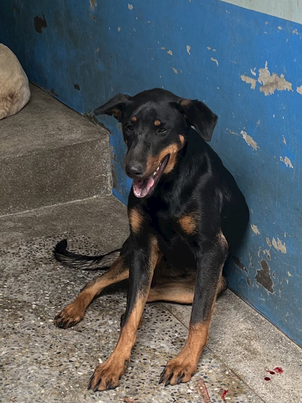 苗栗縣動物保護教育園區,編號:398981, 混種犬          