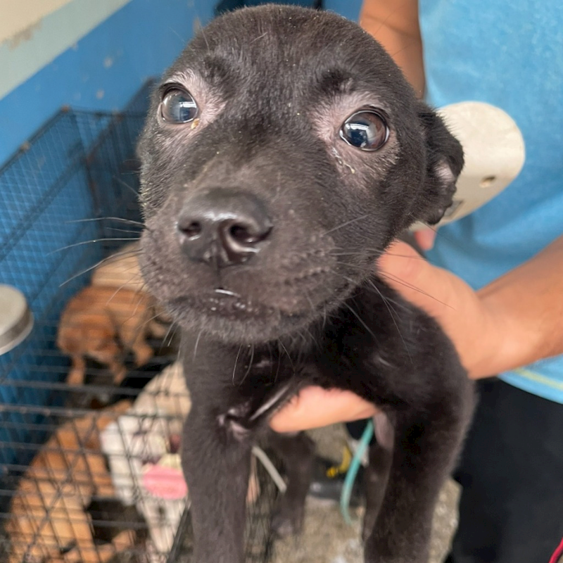 苗栗縣動物保護教育園區,編號:351701, 混種犬          