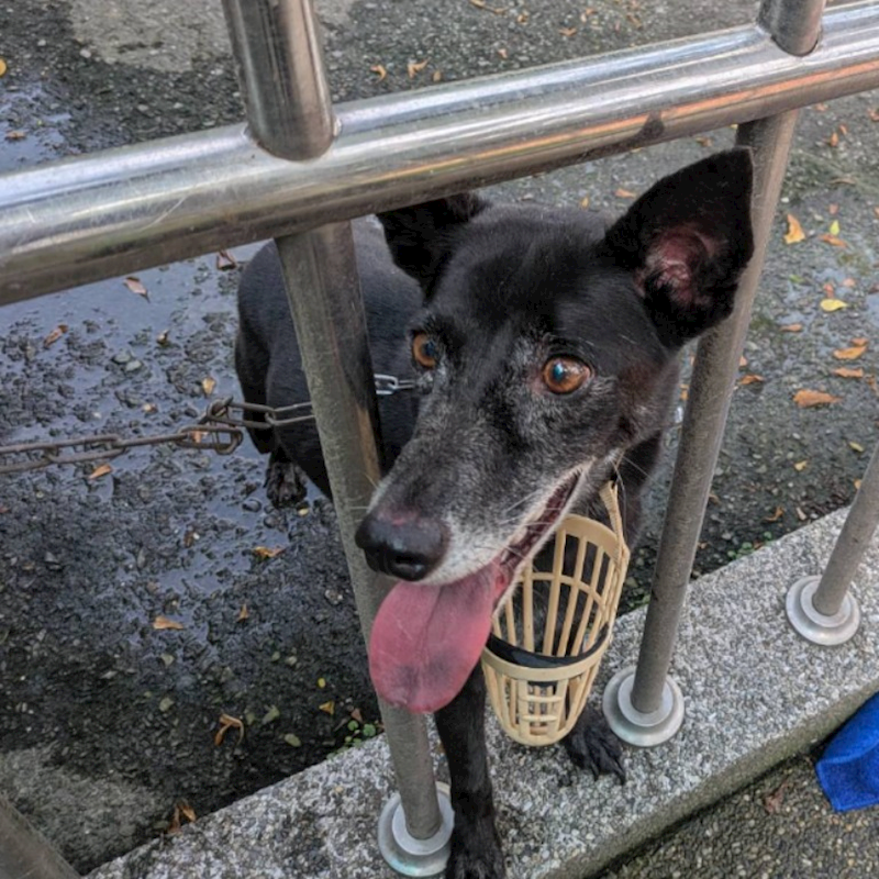 臺南市動物之家善化站,編號:421953, 混種犬          