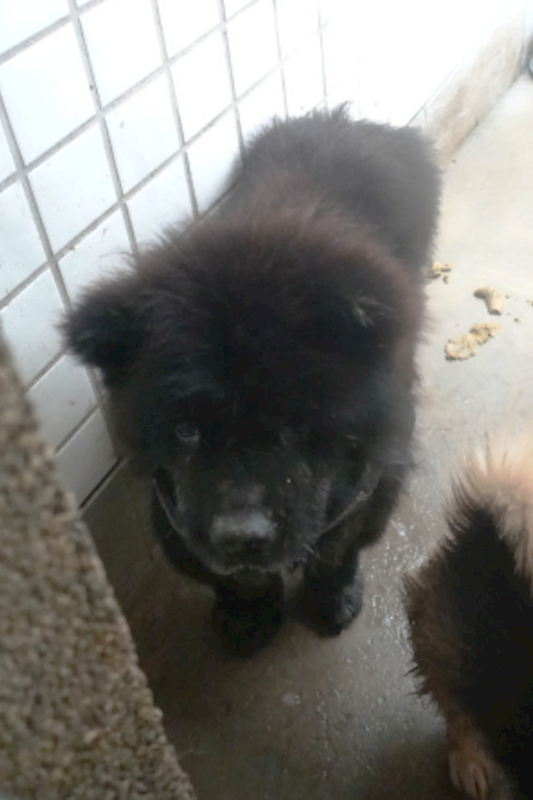 宜蘭縣流浪動物中途之家,編號:434082, 鬆獅犬