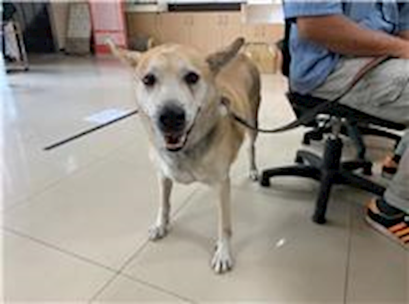 臺北市動物之家,編號:224679, 混種犬          