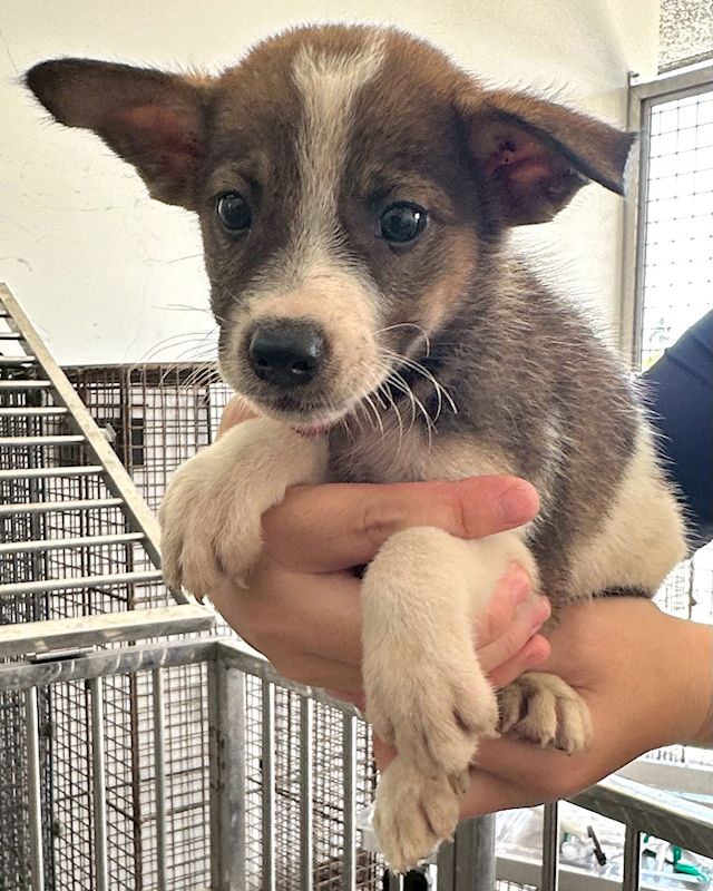花蓮縣狗貓躍動園區,編號:420742, 混種犬          