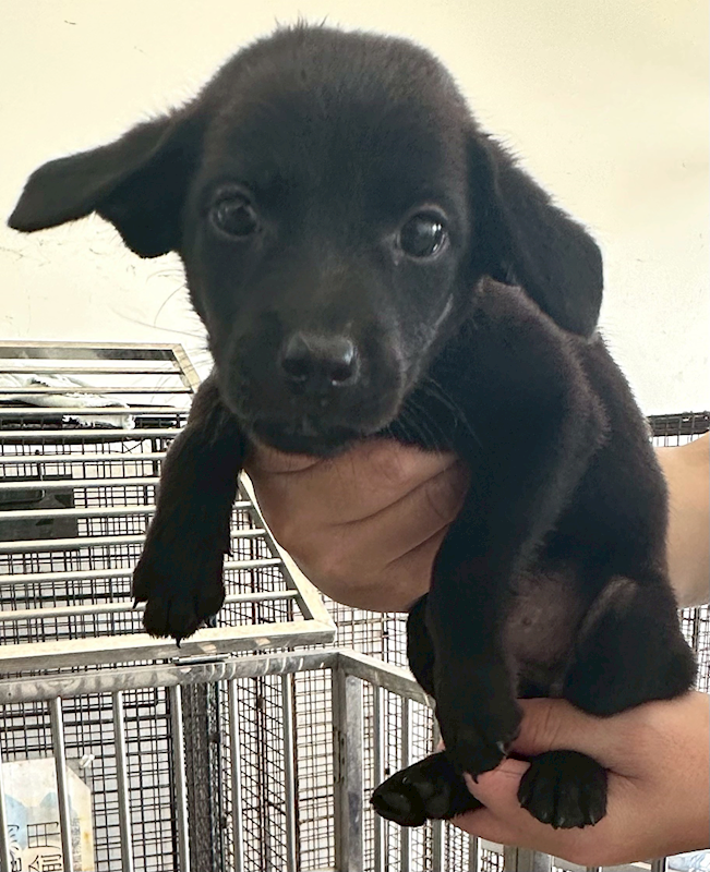 花蓮縣狗貓躍動園區,編號:420738, 混種犬          