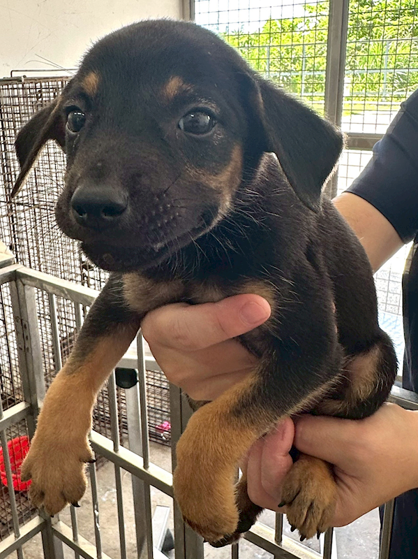 花蓮縣狗貓躍動園區,編號:420740, 混種犬          