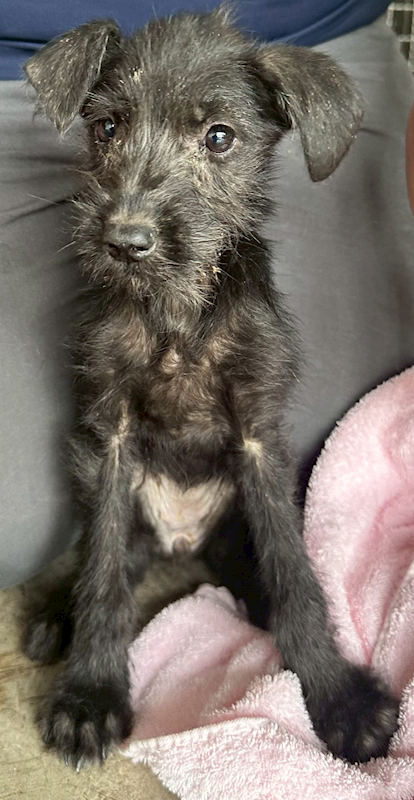 花蓮縣狗貓躍動園區,編號:427384, 混種犬          