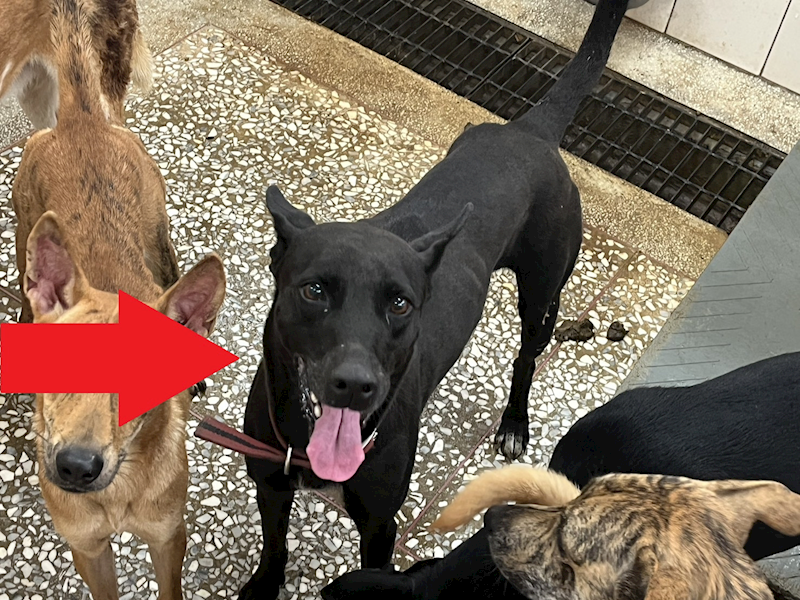 高雄市壽山動物保護教育園區,編號:435670, 混種犬          