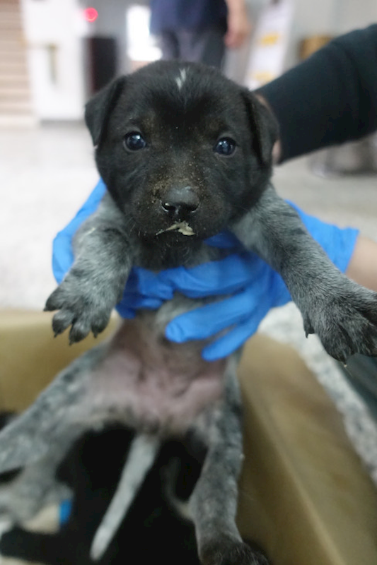 宜蘭縣流浪動物中途之家,編號:435658, 混種犬          