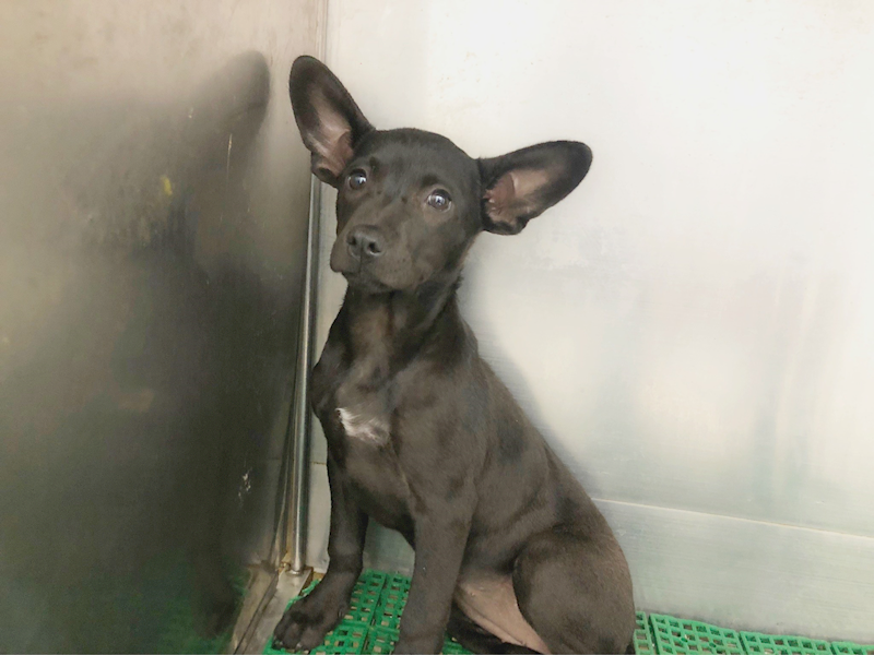 臺北市動物之家,編號:294482, 混種犬          