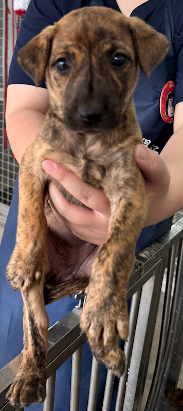 花蓮縣狗貓躍動園區,編號:410045, 混種犬          