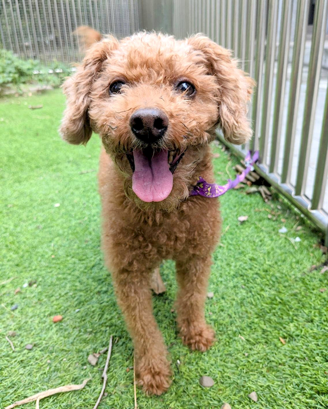 新竹縣動物保護教育園區,編號:429032, 貴賓犬        