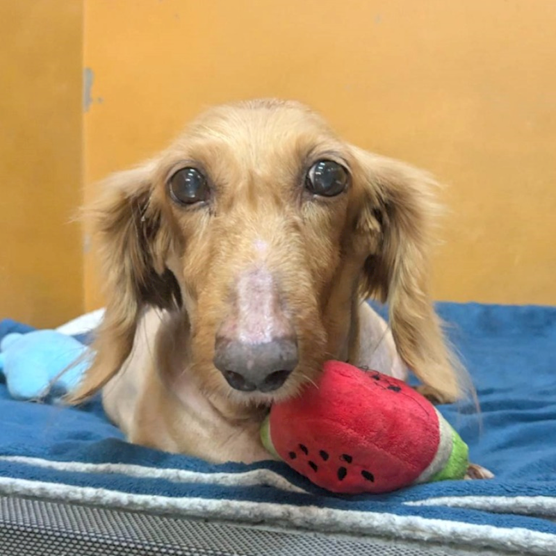 新竹縣動物保護教育園區,編號:432140, 長毛臘腸