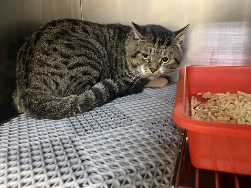 桃園市動物保護教育園區,編號:425063, 混種貓                 