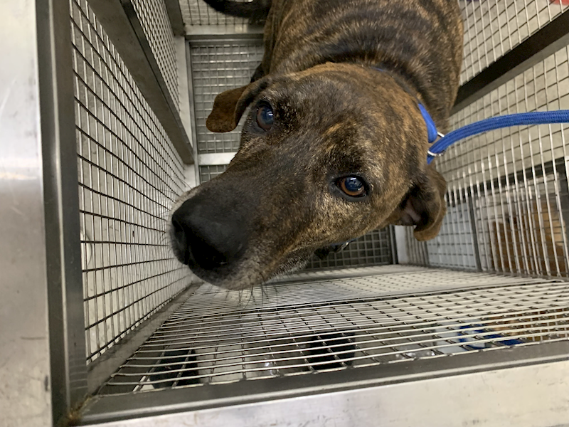 臺北市動物之家,編號:430027, 混種犬          