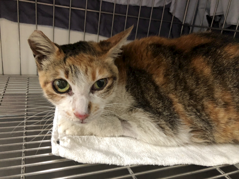 臺北市動物之家,編號:308913, 混種貓                 