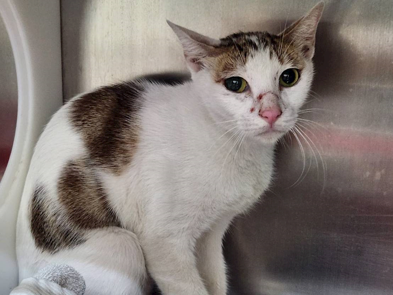 臺北市動物之家,編號:367080, 混種貓                 