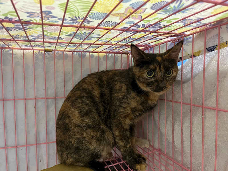 臺北市動物之家,編號:339525, 混種貓                 