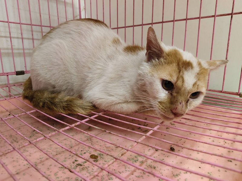 臺北市動物之家,編號:401341, 混種貓                 