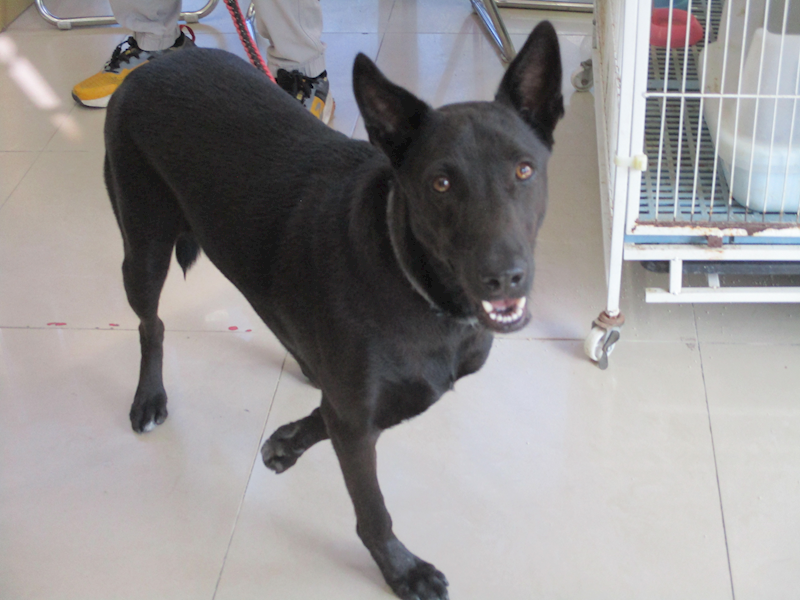 高雄市壽山動物保護教育園區,編號:431492, 混種犬          