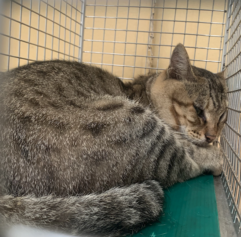 臺北市動物之家,編號:420576, 混種貓                 