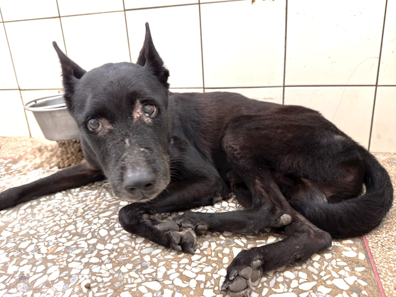 高雄市壽山動物保護教育園區,編號:434317, 混種犬          